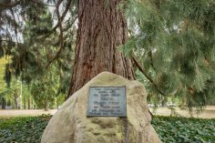 Wellingtonia Wellingtonia mit Gedenktafel von Prinzessin Emma