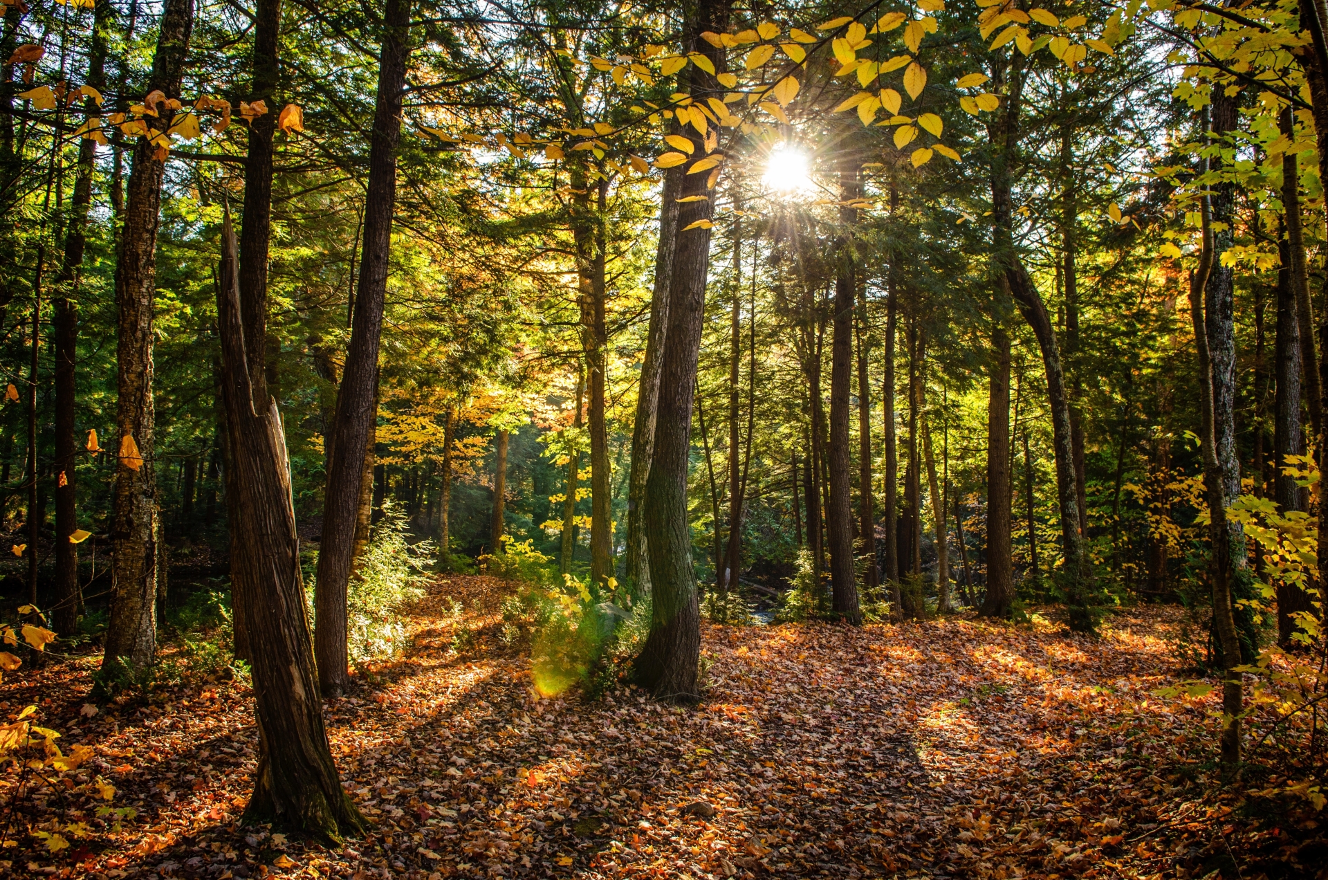 Beautiful shot of a forest with green trees and yellow leaves on the ground on a sunny day Beautiful shot of a forest with green trees and yellow leaves on the ground on a sunny day