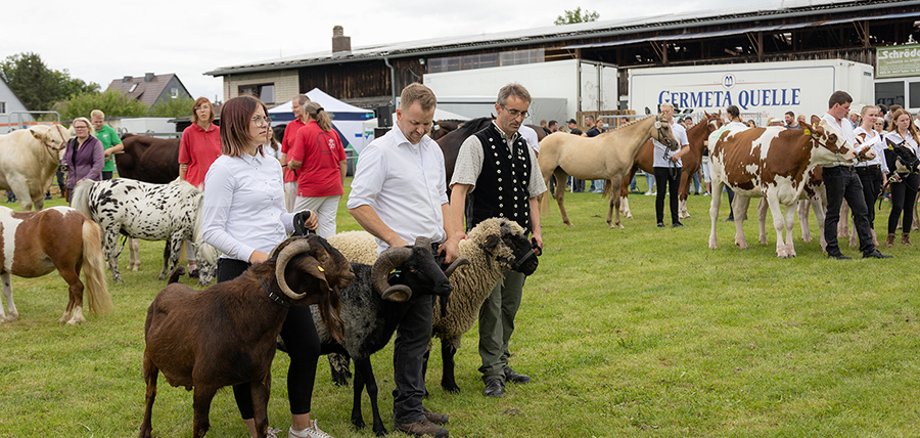 Prämierung beim Viehauftrieb Tiere beim Viehmarkt